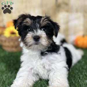 Caleb, Biewer Terrier Puppy